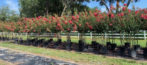 lagerstroemia-fauriei-tuscarora-japanese-crape-myrtle