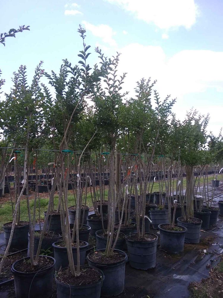 lagerstroemia-fauriei-tuscarora-japanese-crape-myrtle