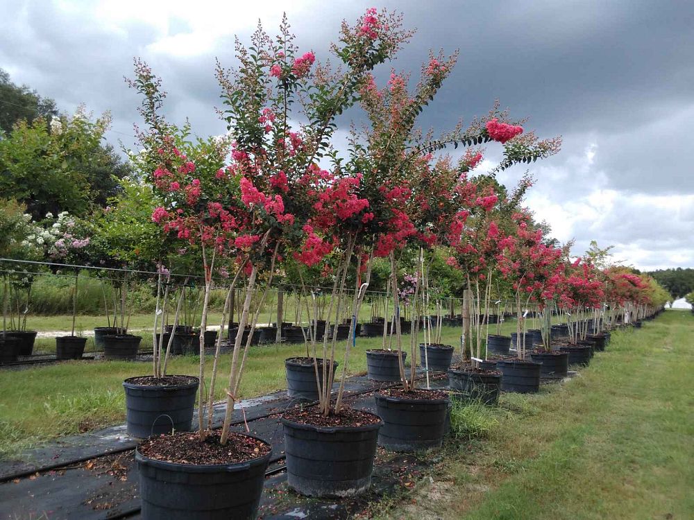 lagerstroemia-fauriei-tuscarora-japanese-crape-myrtle