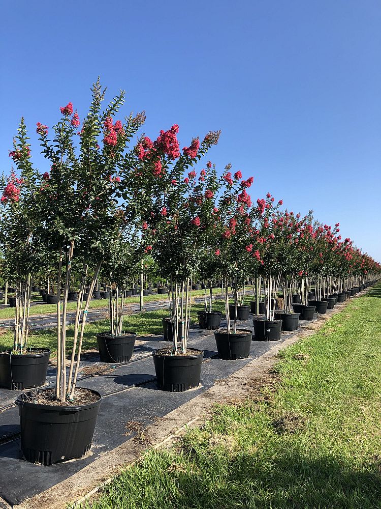lagerstroemia-fauriei-tuscarora-japanese-crape-myrtle