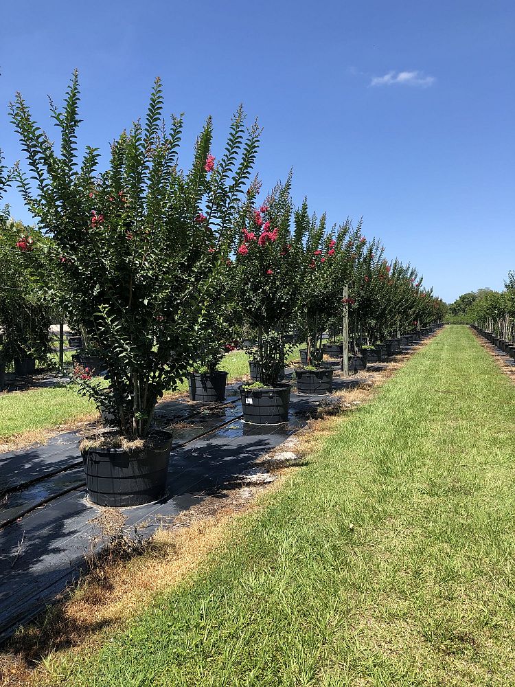lagerstroemia-fauriei-tuscarora-japanese-crape-myrtle