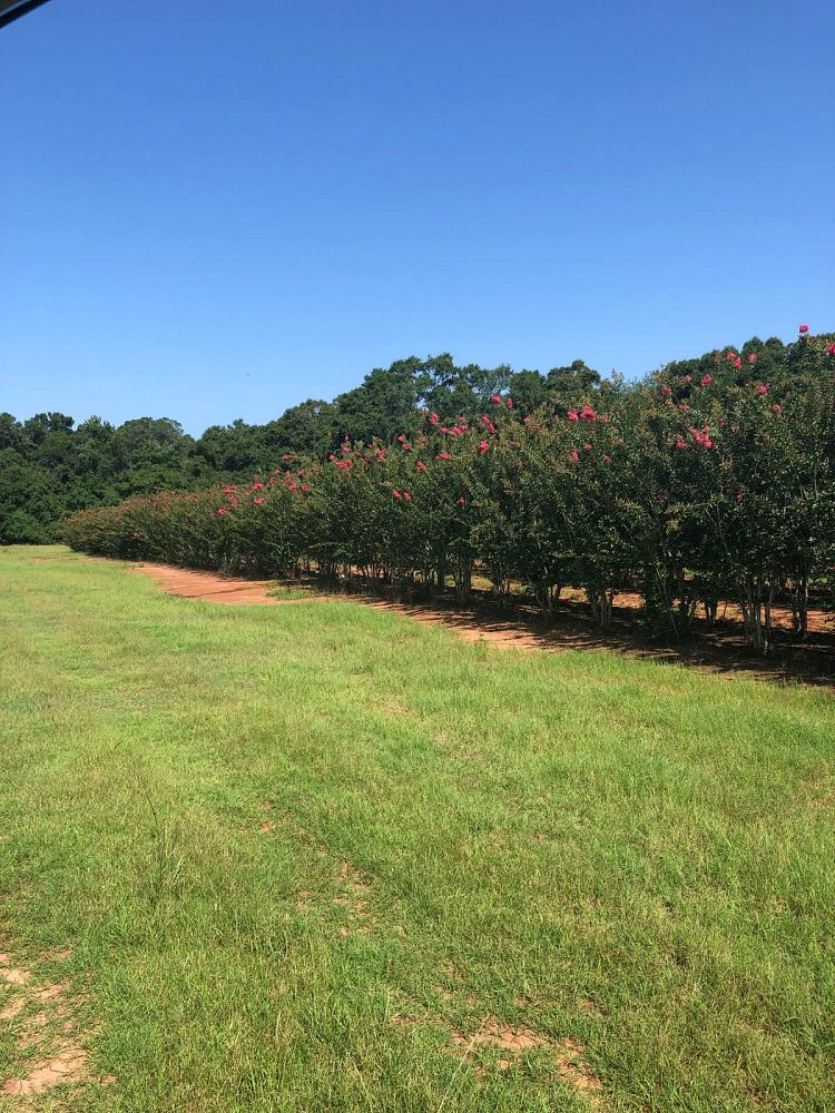 lagerstroemia-fauriei-tuscarora-japanese-crape-myrtle