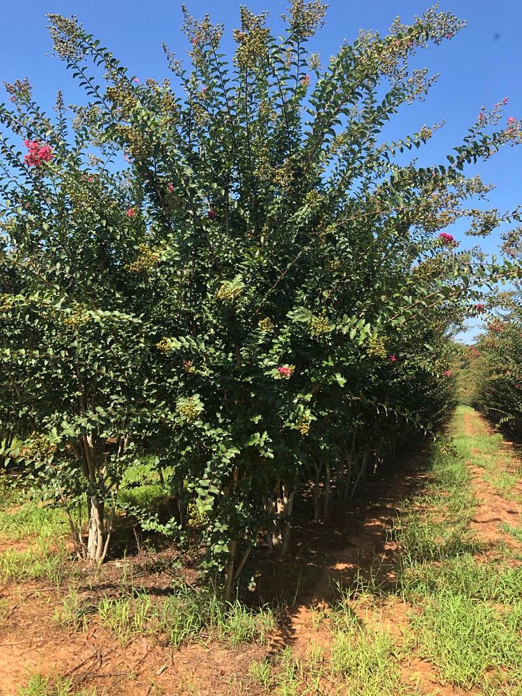 lagerstroemia-fauriei-tuscarora-japanese-crape-myrtle