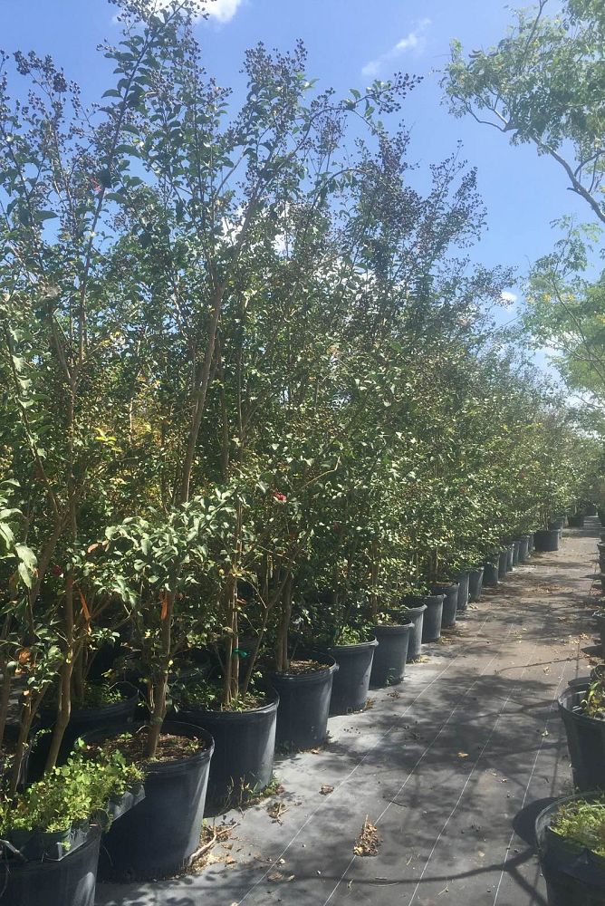 lagerstroemia-fauriei-tuscarora-japanese-crape-myrtle