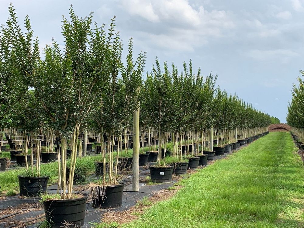 lagerstroemia-fauriei-tuscarora-japanese-crape-myrtle