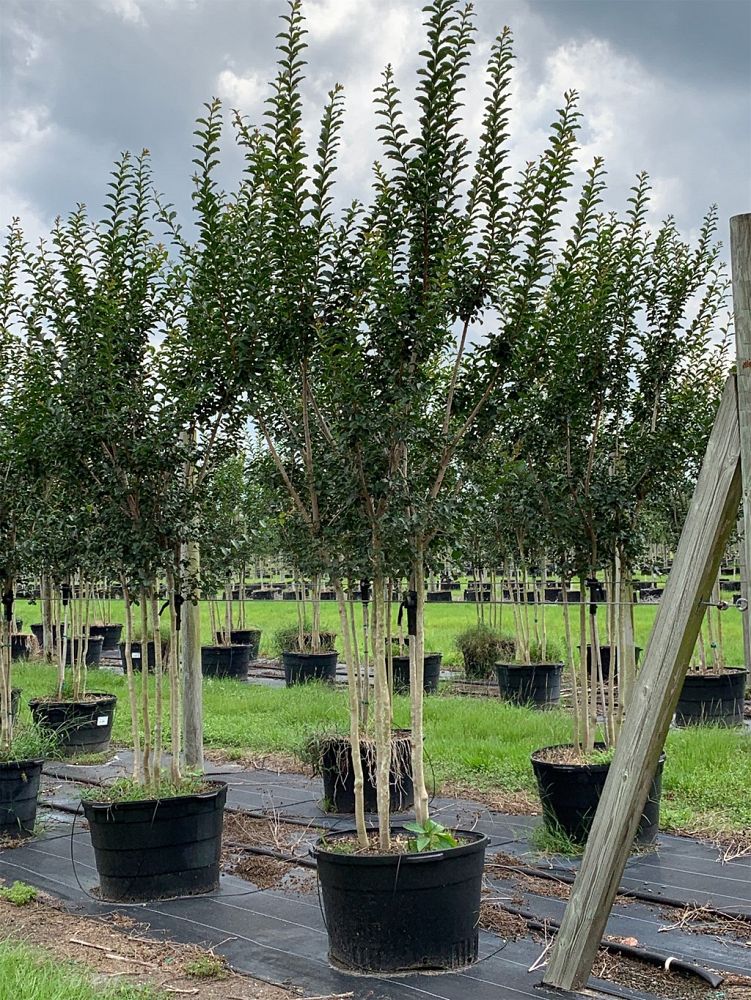 lagerstroemia-fauriei-tuscarora-japanese-crape-myrtle
