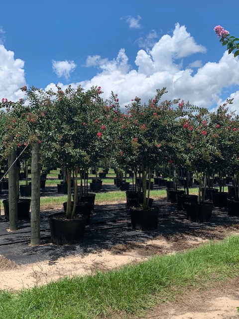 lagerstroemia-fauriei-tuscarora-japanese-crape-myrtle