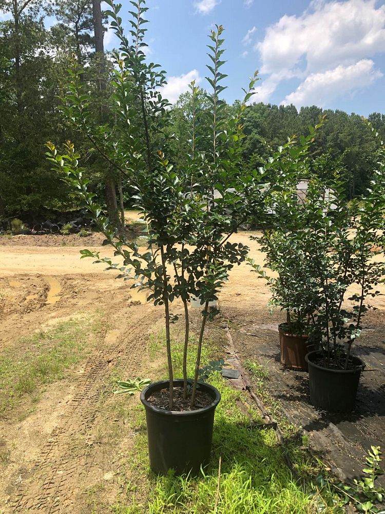 lagerstroemia-fauriei-tuscarora-japanese-crape-myrtle