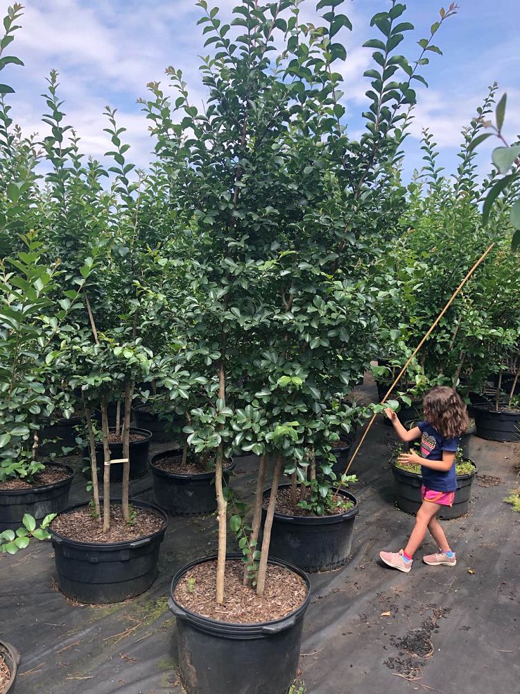lagerstroemia-fauriei-tuscarora-japanese-crape-myrtle