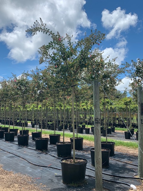 lagerstroemia-fauriei-tuscarora-japanese-crape-myrtle