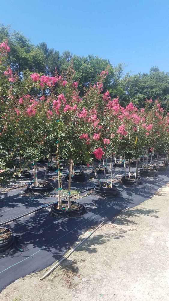 lagerstroemia-fauriei-tuscarora-japanese-crape-myrtle
