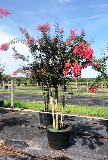 lagerstroemia-fauriei-tuscarora-japanese-crape-myrtle