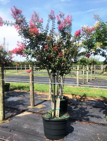 lagerstroemia-fauriei-tuscarora-japanese-crape-myrtle