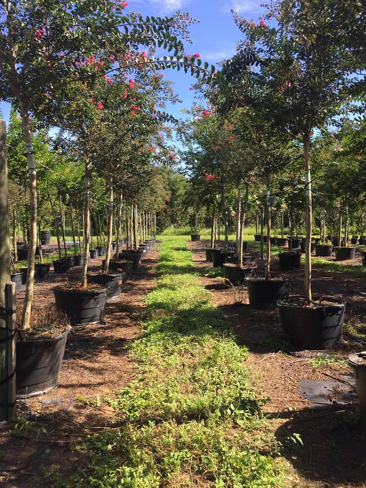 lagerstroemia-fauriei-tuscarora-japanese-crape-myrtle