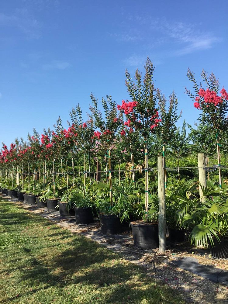 lagerstroemia-fauriei-tuscarora-japanese-crape-myrtle