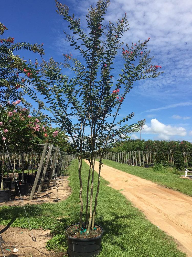 lagerstroemia-fauriei-tuscarora-japanese-crape-myrtle