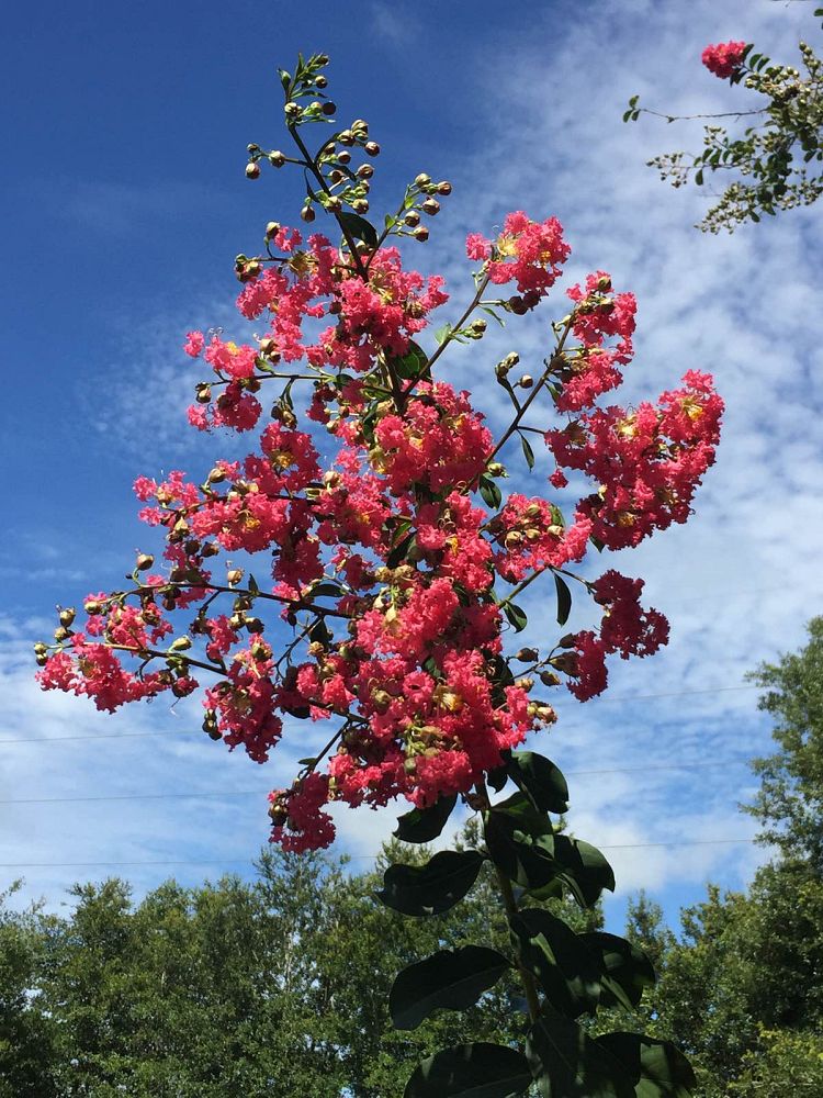 lagerstroemia-fauriei-tuscarora-japanese-crape-myrtle