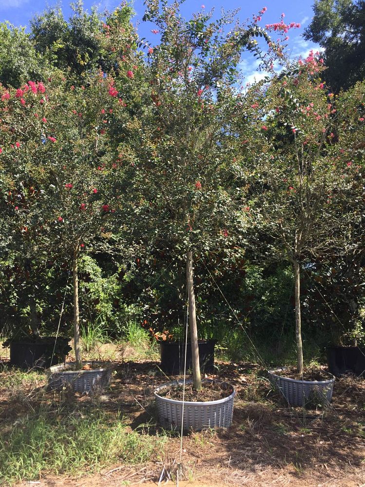 lagerstroemia-fauriei-tuscarora-japanese-crape-myrtle