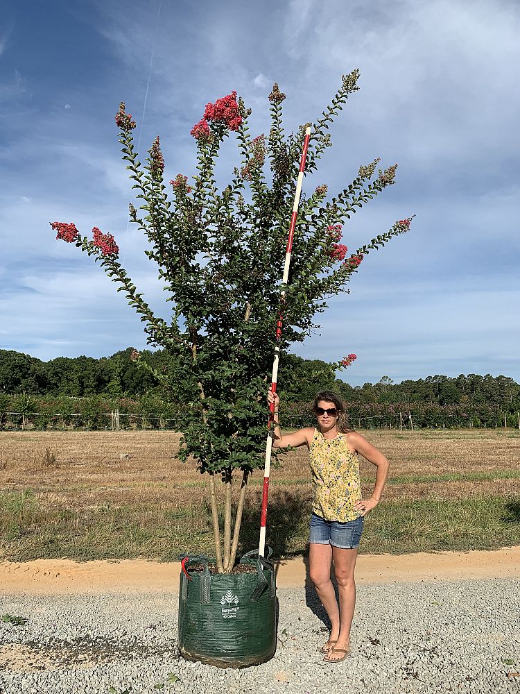 lagerstroemia-fauriei-tuscarora-japanese-crape-myrtle
