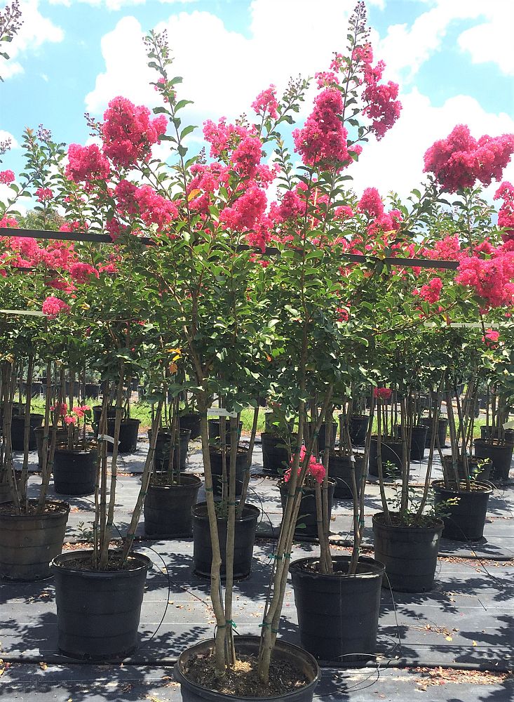 lagerstroemia-fauriei-tuscarora-japanese-crape-myrtle
