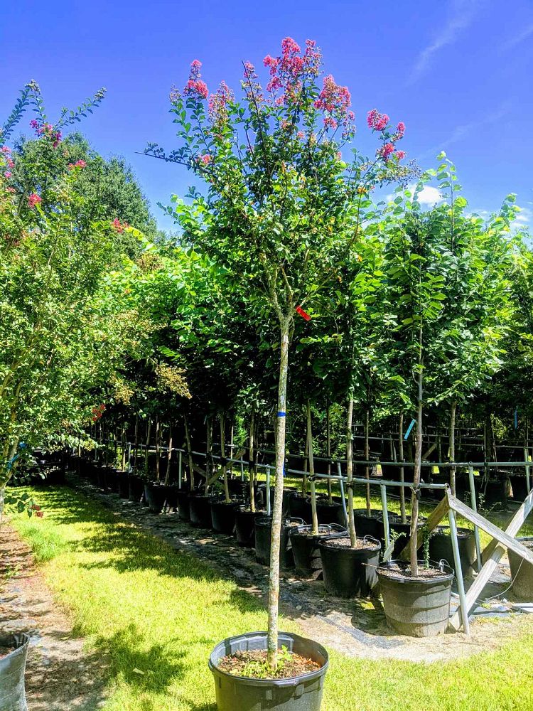 lagerstroemia-fauriei-tuscarora-japanese-crape-myrtle