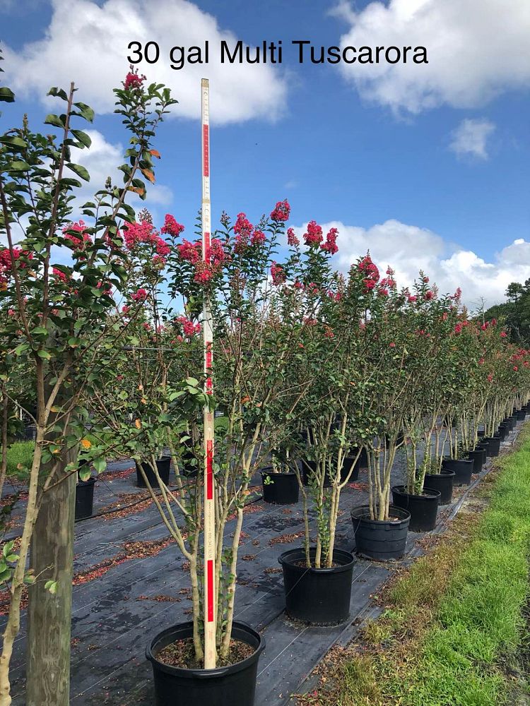 lagerstroemia-fauriei-tuscarora-japanese-crape-myrtle