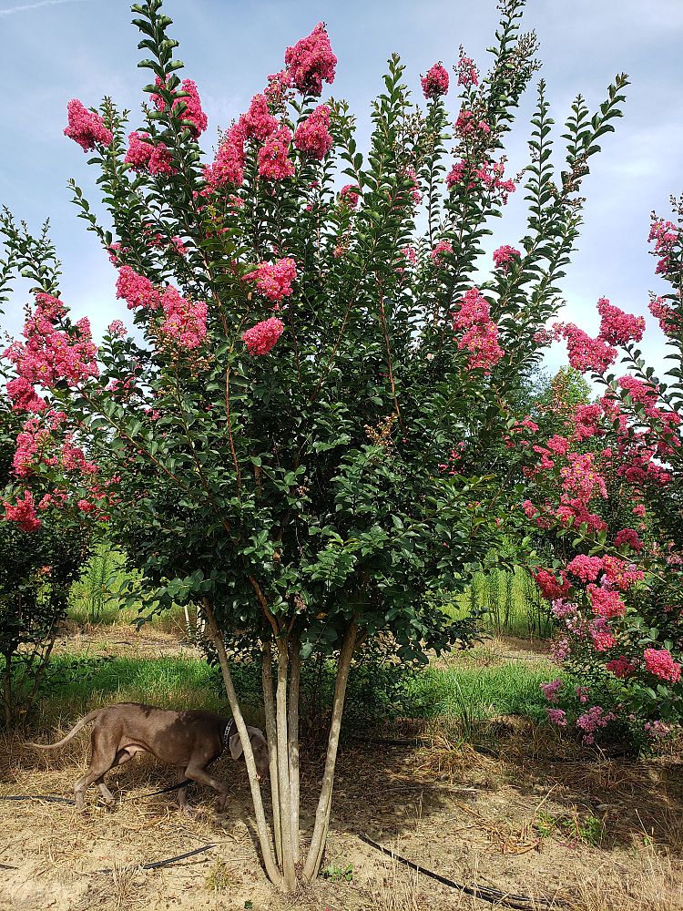 lagerstroemia-fauriei-tuscarora-japanese-crape-myrtle