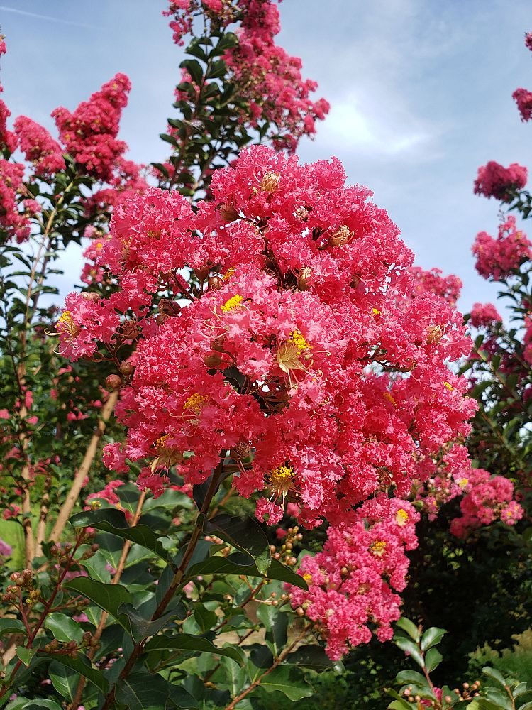 lagerstroemia-fauriei-tuscarora-japanese-crape-myrtle
