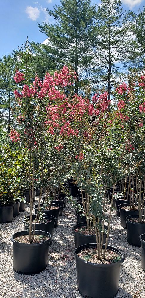 lagerstroemia-fauriei-tuscarora-japanese-crape-myrtle