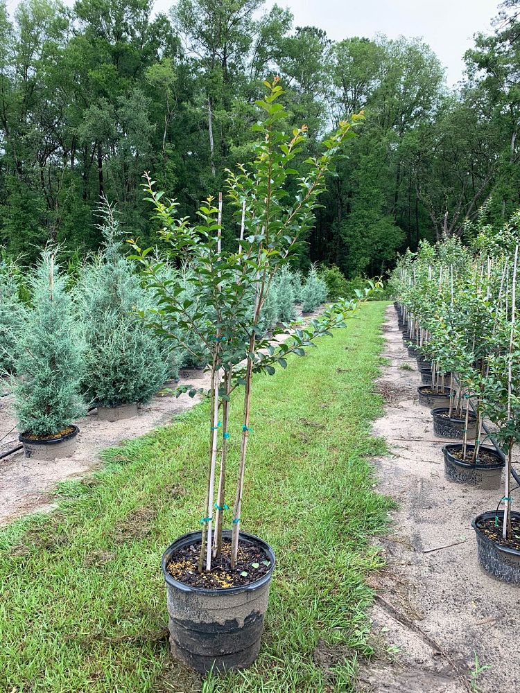 lagerstroemia-fauriei-tuscarora-japanese-crape-myrtle