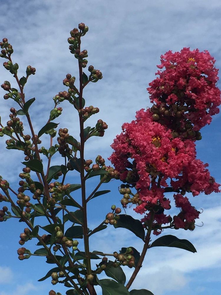 lagerstroemia-fauriei-tuscarora-japanese-crape-myrtle