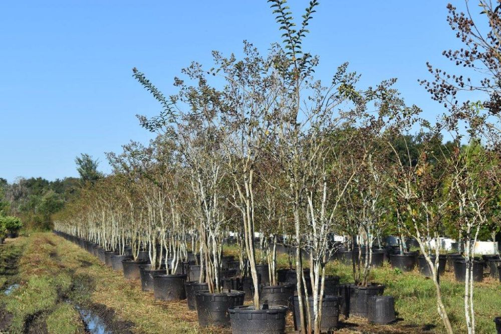 lagerstroemia-fauriei-tuscarora-japanese-crape-myrtle
