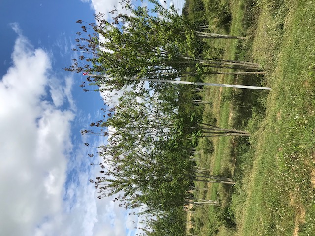 lagerstroemia-fauriei-tuscarora-japanese-crape-myrtle