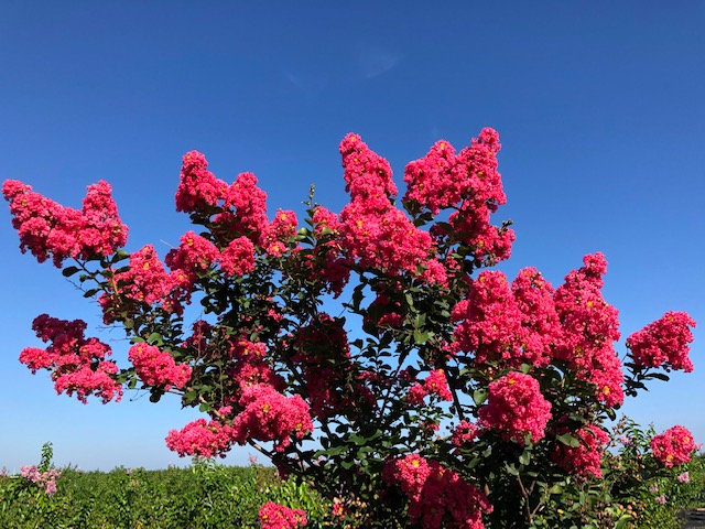 lagerstroemia-fauriei-tuscarora-japanese-crape-myrtle