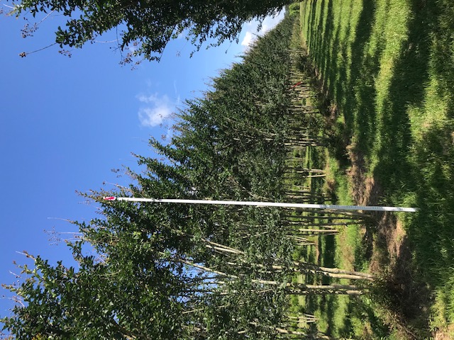 lagerstroemia-fauriei-tuscarora-japanese-crape-myrtle