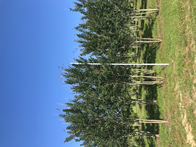 lagerstroemia-fauriei-tuscarora-japanese-crape-myrtle