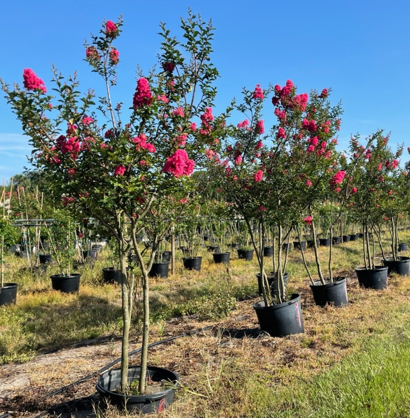 lagerstroemia-fauriei-tuscarora-japanese-crape-myrtle