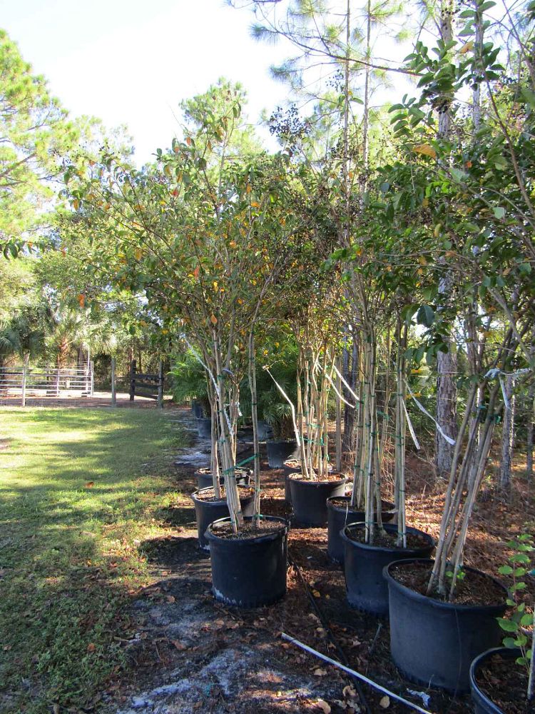 lagerstroemia-fauriei-tuscarora-japanese-crape-myrtle