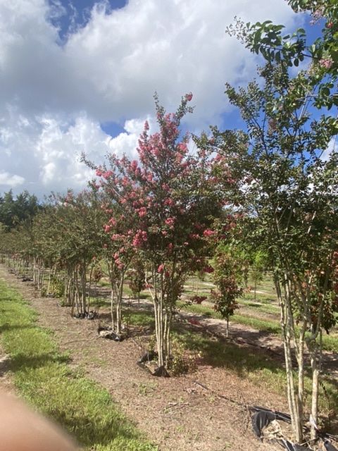 lagerstroemia-fauriei-tuscarora-japanese-crape-myrtle