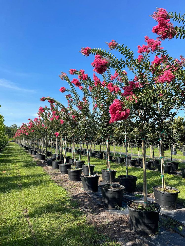 lagerstroemia-fauriei-tuscarora-japanese-crape-myrtle