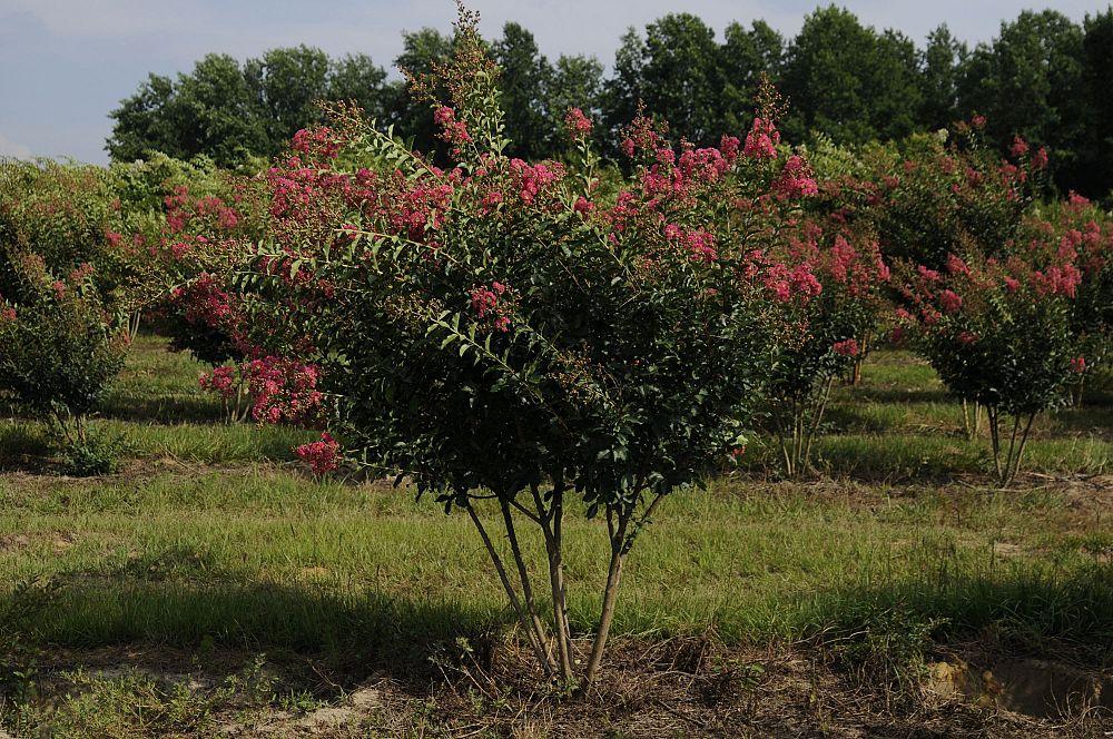 lagerstroemia-fauriei-tuscarora-japanese-crape-myrtle
