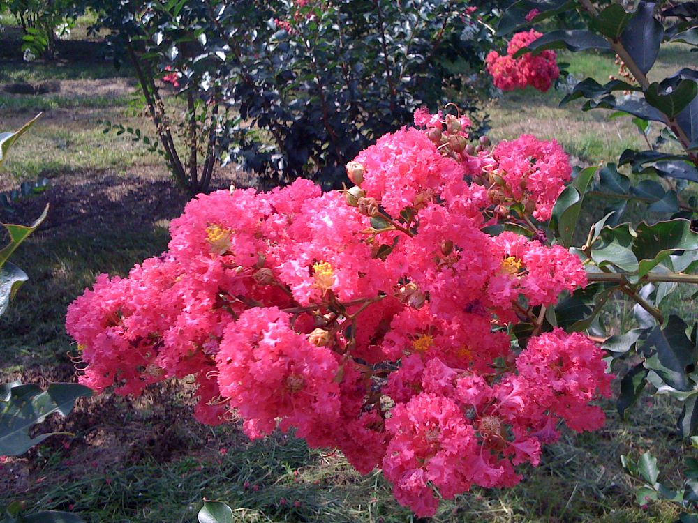 lagerstroemia-fauriei-tuscarora-japanese-crape-myrtle