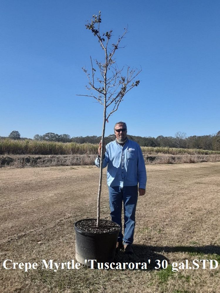 lagerstroemia-fauriei-tuscarora-japanese-crape-myrtle