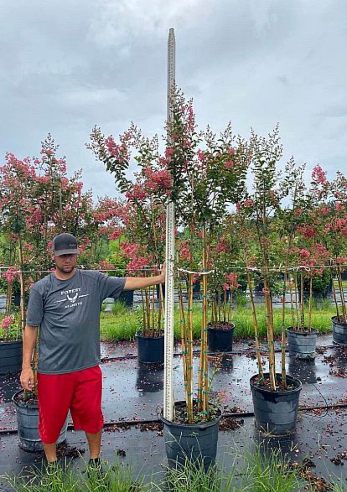 lagerstroemia-fauriei-tuscarora-japanese-crape-myrtle