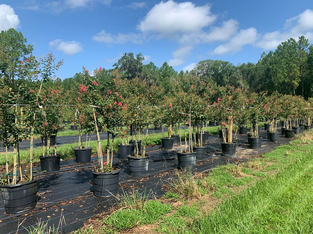 lagerstroemia-fauriei-tuscarora-japanese-crape-myrtle
