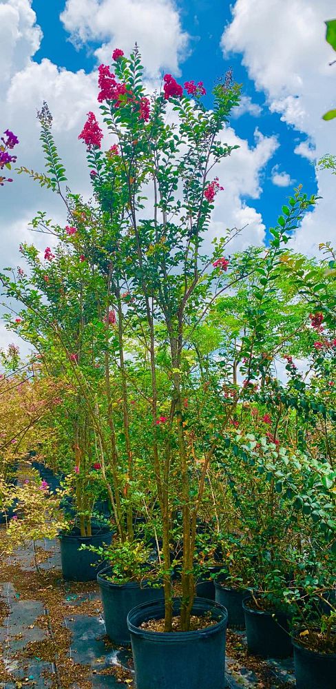 lagerstroemia-fauriei-tuscarora-japanese-crape-myrtle