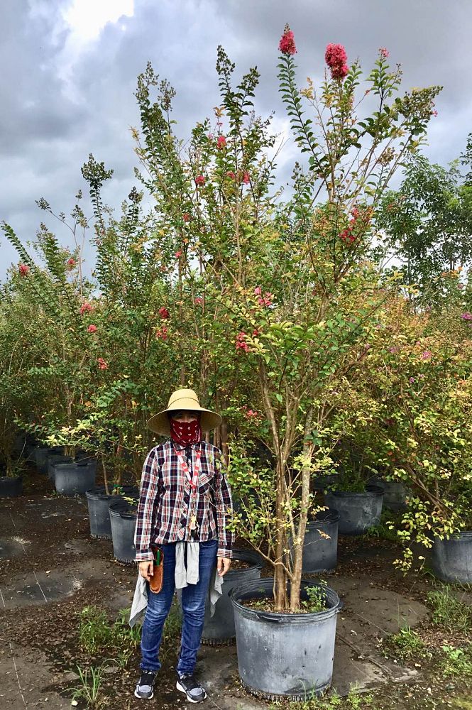 lagerstroemia-fauriei-tuscarora-japanese-crape-myrtle