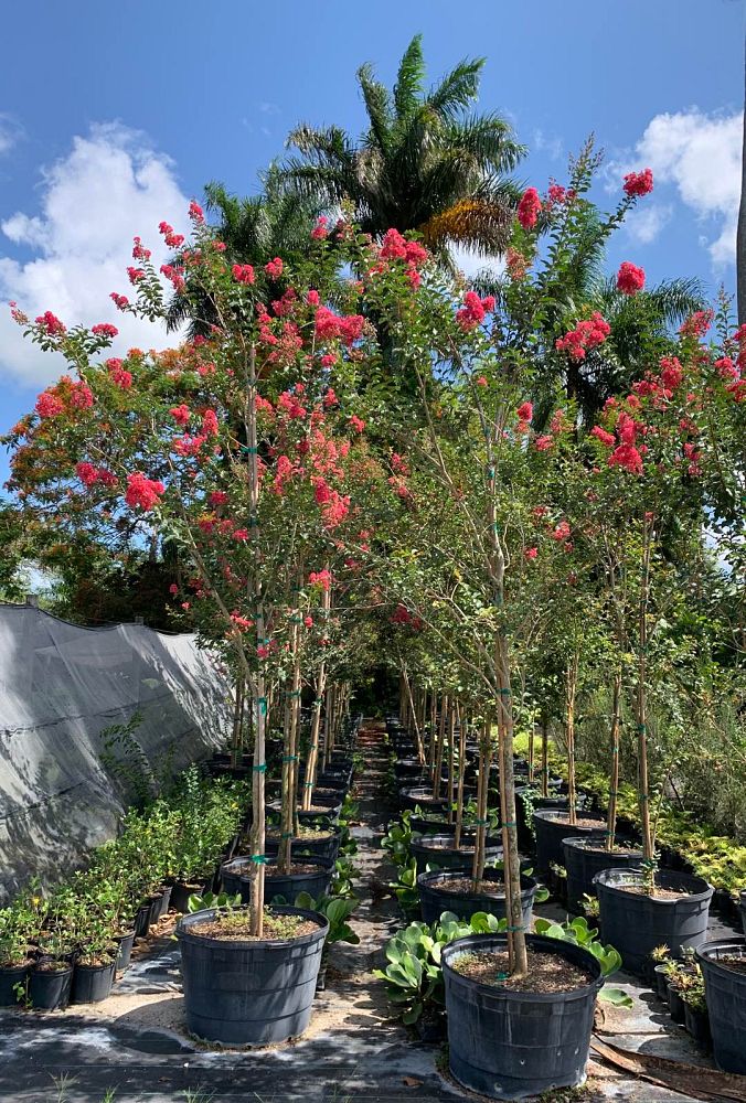 lagerstroemia-fauriei-tuscarora-japanese-crape-myrtle