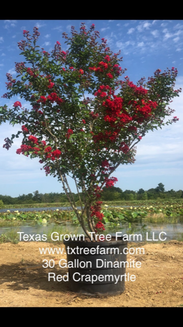 lagerstroemia-fauriei-tuscarora-japanese-crape-myrtle