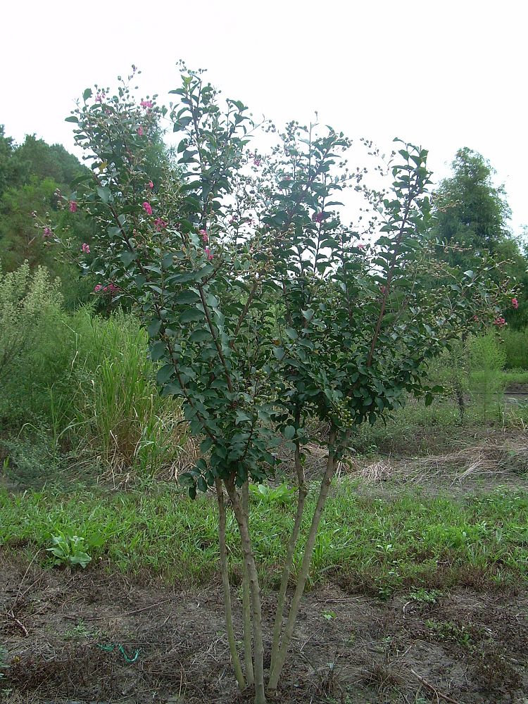 lagerstroemia-fauriei-tuscarora-japanese-crape-myrtle